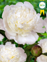 Paeonia Bowl of Cream: prachtige Pioen met stevige stelen en een grote helderwitte bloem