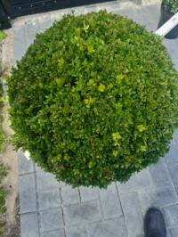 Buxus sempervirens Bollen 