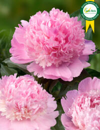 Paeonia Angel Cheeks: prachtig soort en een heel goede snij-Pioen voor in de kas