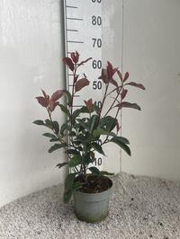 Photinia /prunus /viburnum