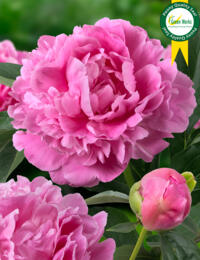 Paeonia Jacorma: prachtige roze Pioen die niet verkleurt