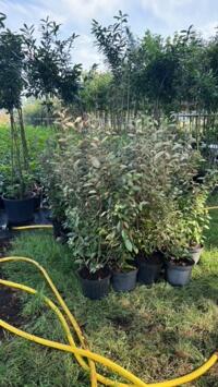 Elaeagnus Prunus Photinia Taxus planten in pot of kluit