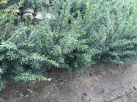 Mooi taxus 2+2 30-50