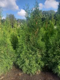 thuja smaragd plantgoed