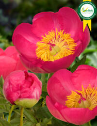 Paeonia Flame: prachtige vroegbloeiende Pioen met een hoge productie; ook in de kas