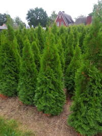 Thuja occidentalis Smaragd 