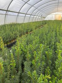 Taxus Baccata p9 plantgoed 