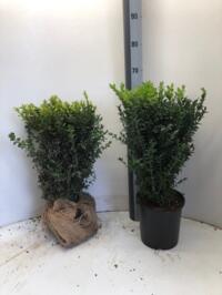 Buxus 