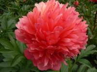 Paeonia Hybride Lorelei