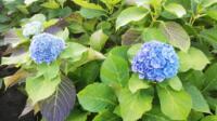 Aangeboden Hortensia planten Bodensee blauw