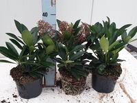 Skimmia jap Rubella