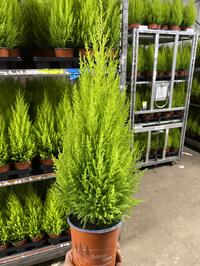 Goldcrest cupressus