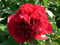 Paeonia Hybride Red Charm