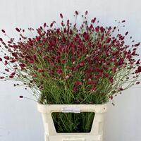 Sanguisorba officinalis “Arnhem”