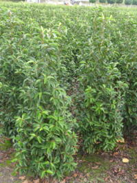 Prunus Lusitanica Angustifolia van 40cm tot 125cm+