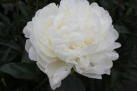 Paeonia Lactiflora White Ivory