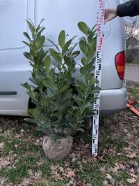 Prunus l. ‘Rotundifolia’ 