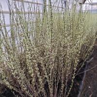 Wegens teeltbeeindiging te koop prunus glandulosa Alba plena