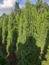 thuja smaragd perceelopruiming/ einde teelt