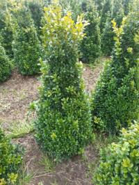 Buxus sempervirens Kegels,en bollen.