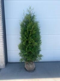 Thuja brabant 