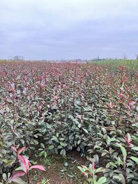 Photinia Redrobin 100-120 