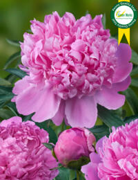 Paeonia Mons. Jules Elie: prachtige Pioen met dubbele en heerlijk geurende bloemen