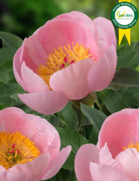 Paeonia Soft Salmon Saucer: veel stelen, mooie knoppresentatie en goed voor in de kas