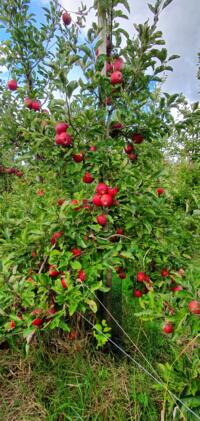 Appelbomen laagstam biologisch