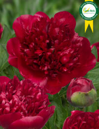 Paeonia Christmas Velvet: prachtige Pioen met mooie en dubbelgevormde velvetrode bloemen