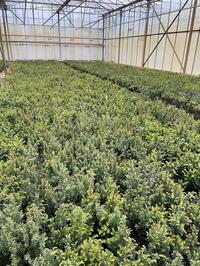 Taxus Plantgoed Baccata P 9