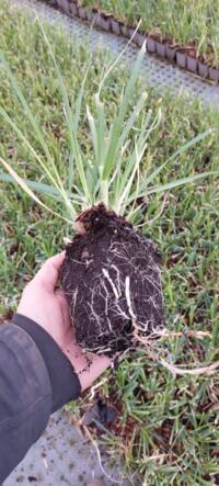 Cortaderia sell. 'Pumila' 