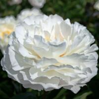 Paeonia Gardenia en Jacorma 