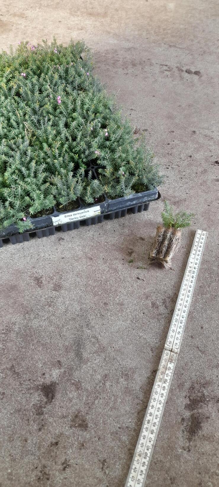 Calluna En Erica In Soorten Geworteld Stek Tuinbouw Marktplaats