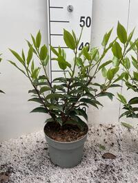 Prunus lusitanica angustifolia en euonymus p10,5