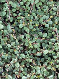 Stek cotoneaster queen of carpets 