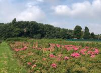 Rozenbottels en Photinia