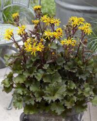 Ligularia little golden ray