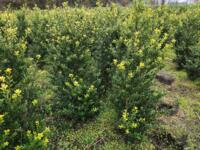 Ilex crenata 'Green Hedge' 80-100 100-120