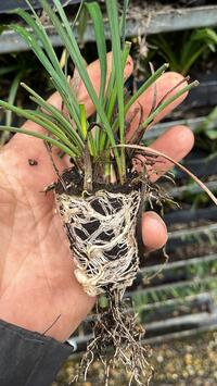 Stek te koop van bodembedekkers vaste planten en heesters