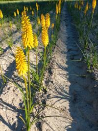 Kniphofia sunningdale yellow gezocht