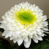 Gezocht, Chrysanthemum INGA stek