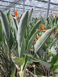 Strelitzia regina