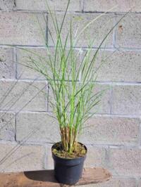 Miscanthus Gracillimus container 2L