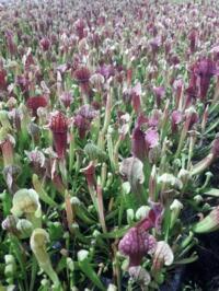 Aangeboden, trayplanten van diverse vleesetende planten Sarracenia