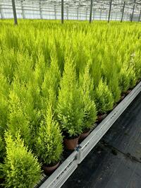 Cupressus Wilma Goldgrest