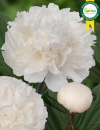 Paeonia Dr. F. G. Brethour: uitstekende tuinpioen met prachtige puur witte en dubbele bloemen