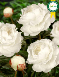 Paeonia Elsa Sass: prachtige Pioen met volledige gevulde witte bloemen en een aangename geur