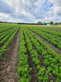 Ilex meserveae in soorten 2 jarig plantgoed