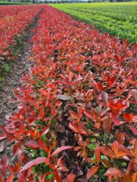 Photinia en phillyrea 2 jarig plantgoed